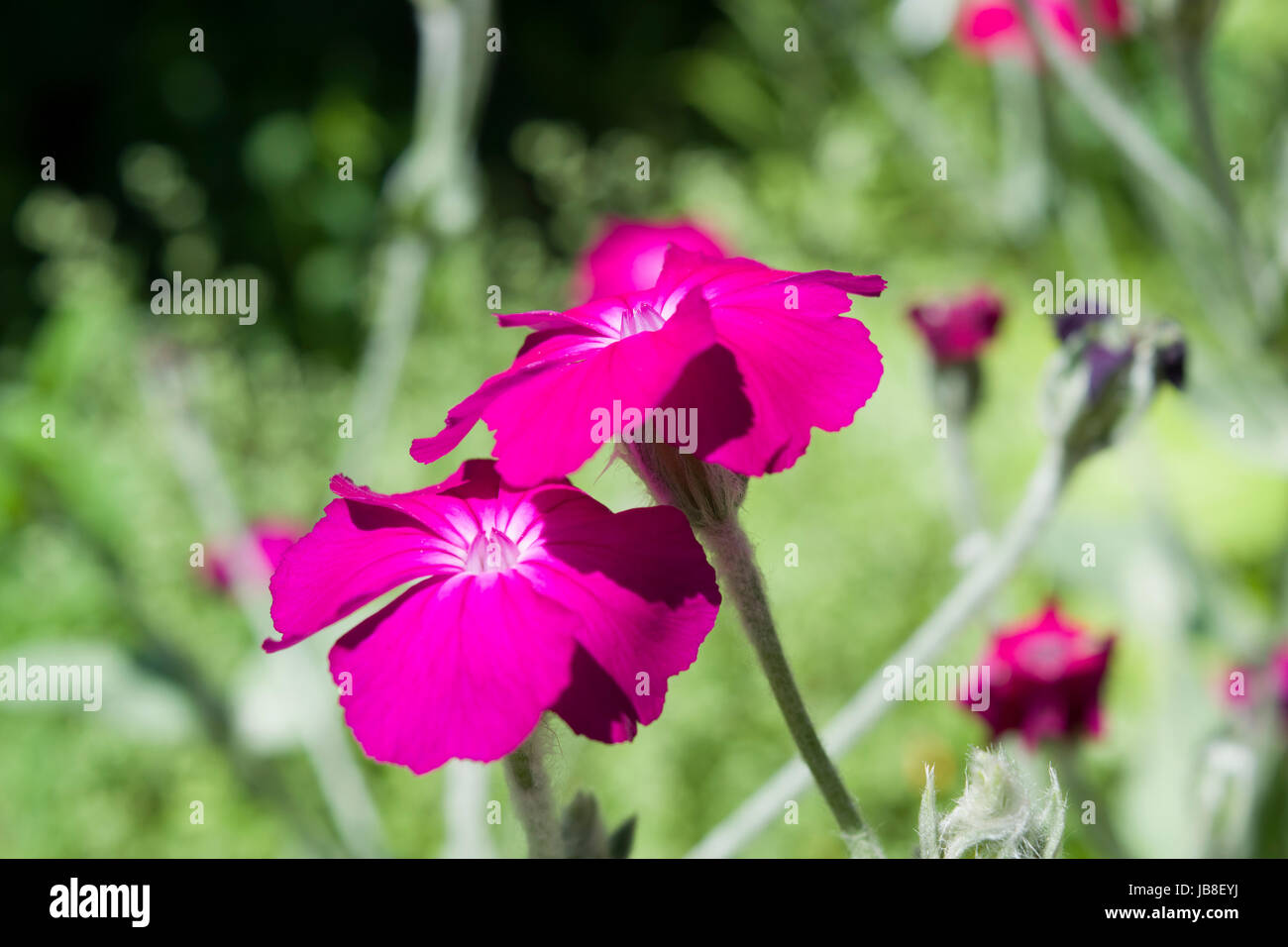 Le Silene coronaria, le campion rose, est une espèce de plante à fleurs qui a des feuilles grises feulées et des fleurs simples et brillantes de couleur magenta. Banque D'Images