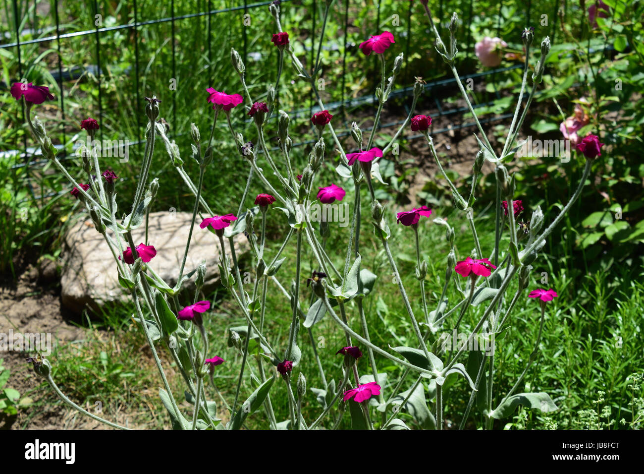 Silene coronaria est une espèce de plantes fleuries originaire d'Asie et d'Europe. Les noms communs incluent campion rose, Dusty miller, rose mullein. Banque D'Images