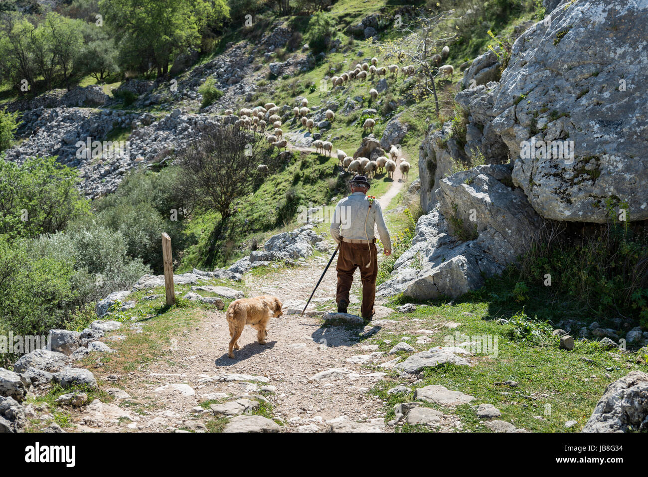 Iznájar, ESPAGNE, 5-AVRIL-2017 : berger non identifiés à marcher avec ses moutons dans les montagnes d'andalousie dans Zheros le 5 avril 2017, l'utilisent encore des moutons Banque D'Images