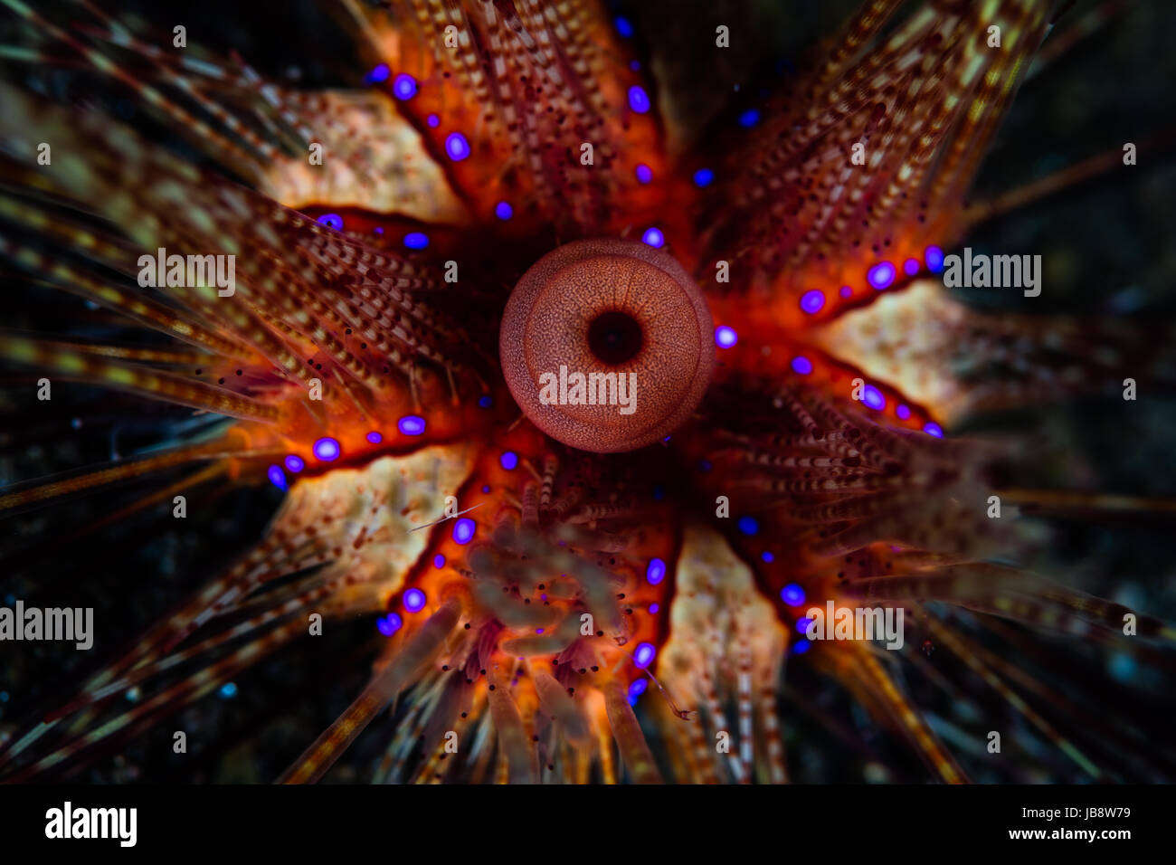 Un incendie venimeux urchin rampe à travers le plancher océanique dans Komodo, Indonésie. Cette région extraordinaire des ports de la biodiversité marine. Banque D'Images