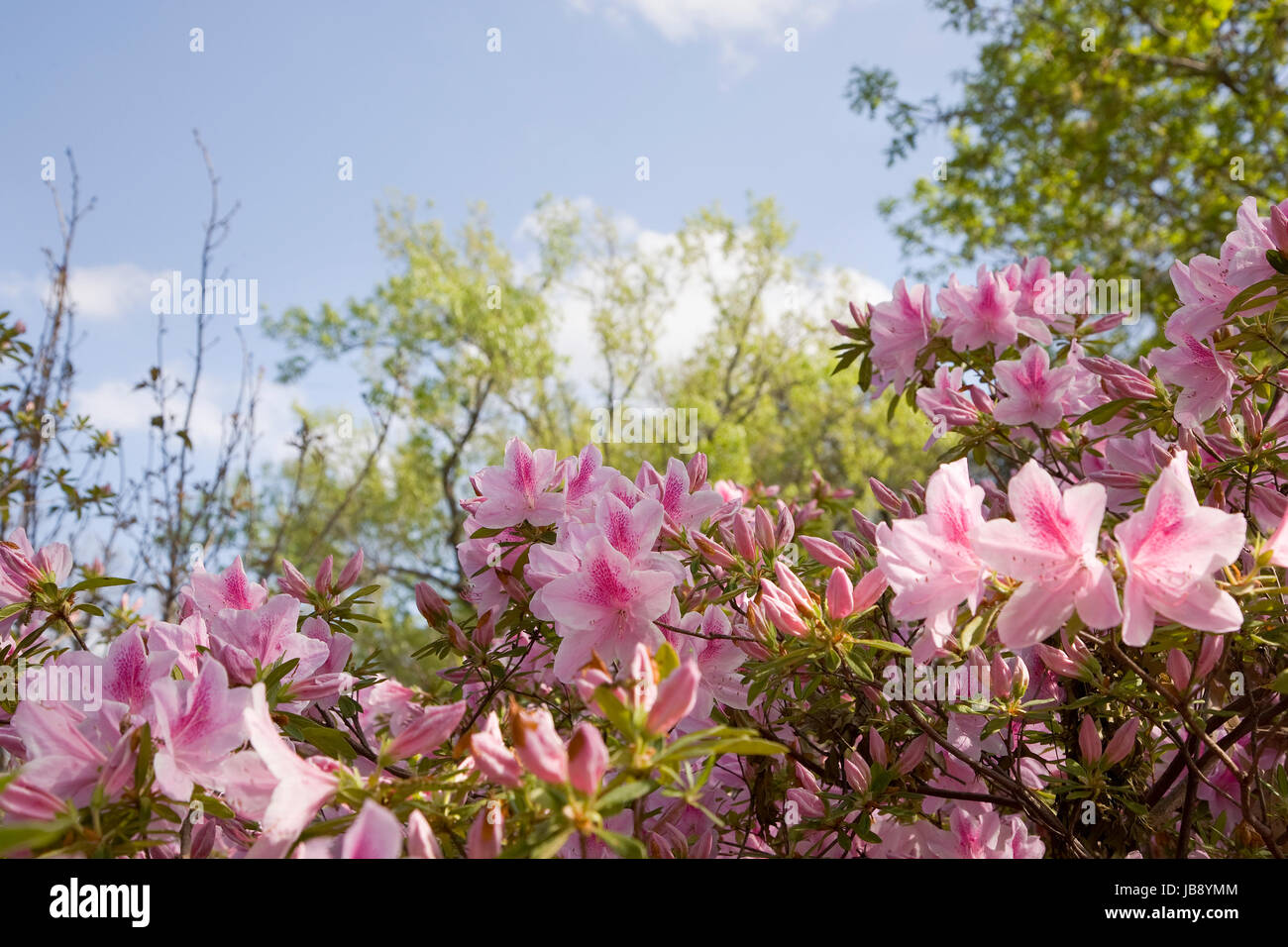 Fleurs de Printemps à l'Arboretum de Dallas Banque D'Images