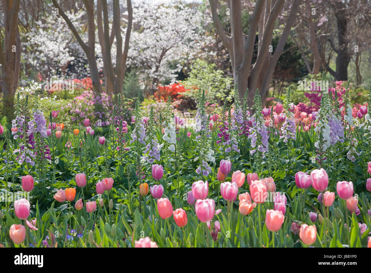 Fleurs de Printemps à l'Arboretum de Dallas Banque D'Images