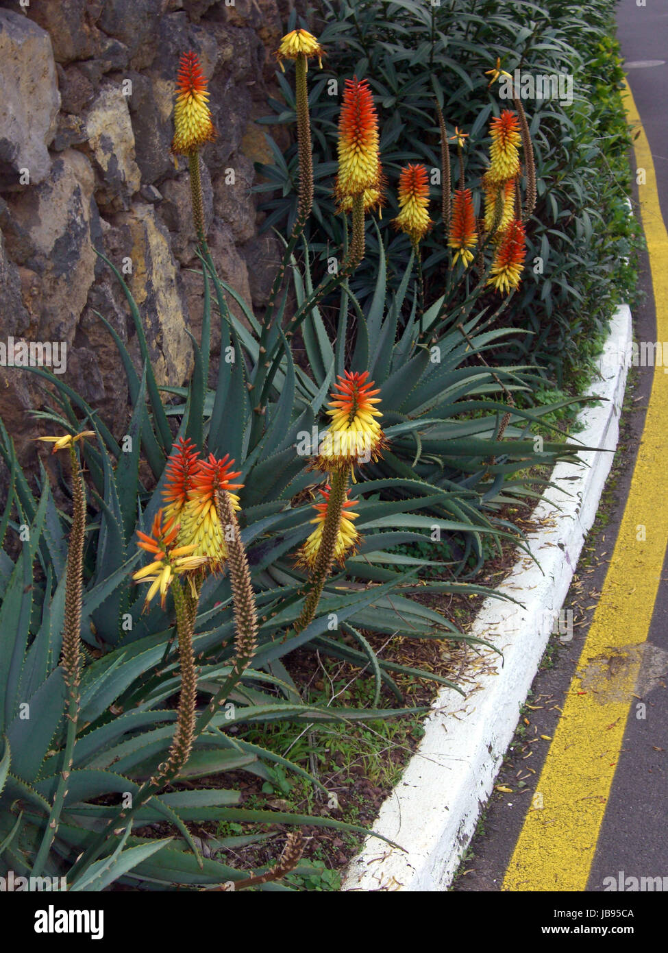 L'aloès (Aloe spec.) praechtig bluehende, Aloen, Puerto de la Cruz, Teneriffa, Kanaren Banque D'Images