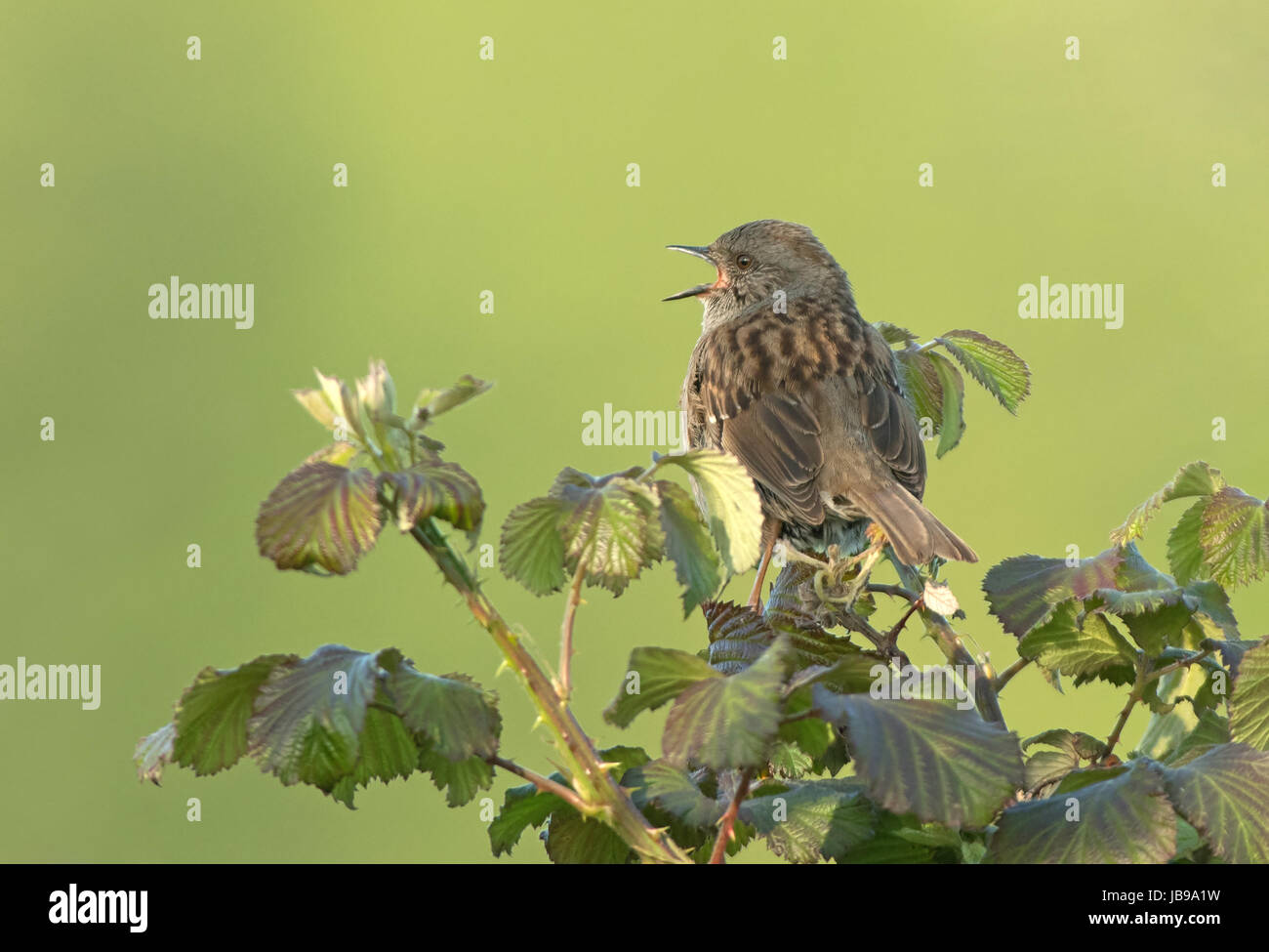 Nid- Prunella modularis en chanson. UK Banque D'Images