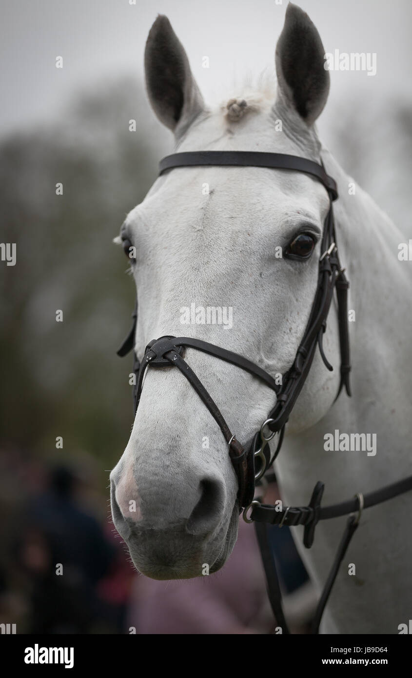 L'un des chevaux de l'Bicester et Whaddon Hunt. Les chevaux absolument impeccable et leur crinière tressée nouée. Boxing Day 2011 Banque D'Images