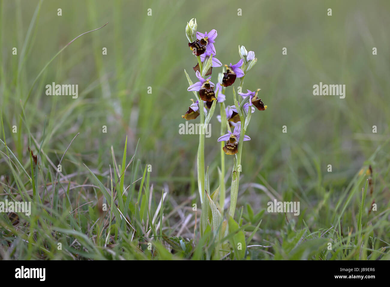 La fin de l'orchidée araignée (Ophrys holoserica), la floraison dans un pré, Orchideenparadies OberMoselle, Acht, Rhénanie-Palatinat Banque D'Images