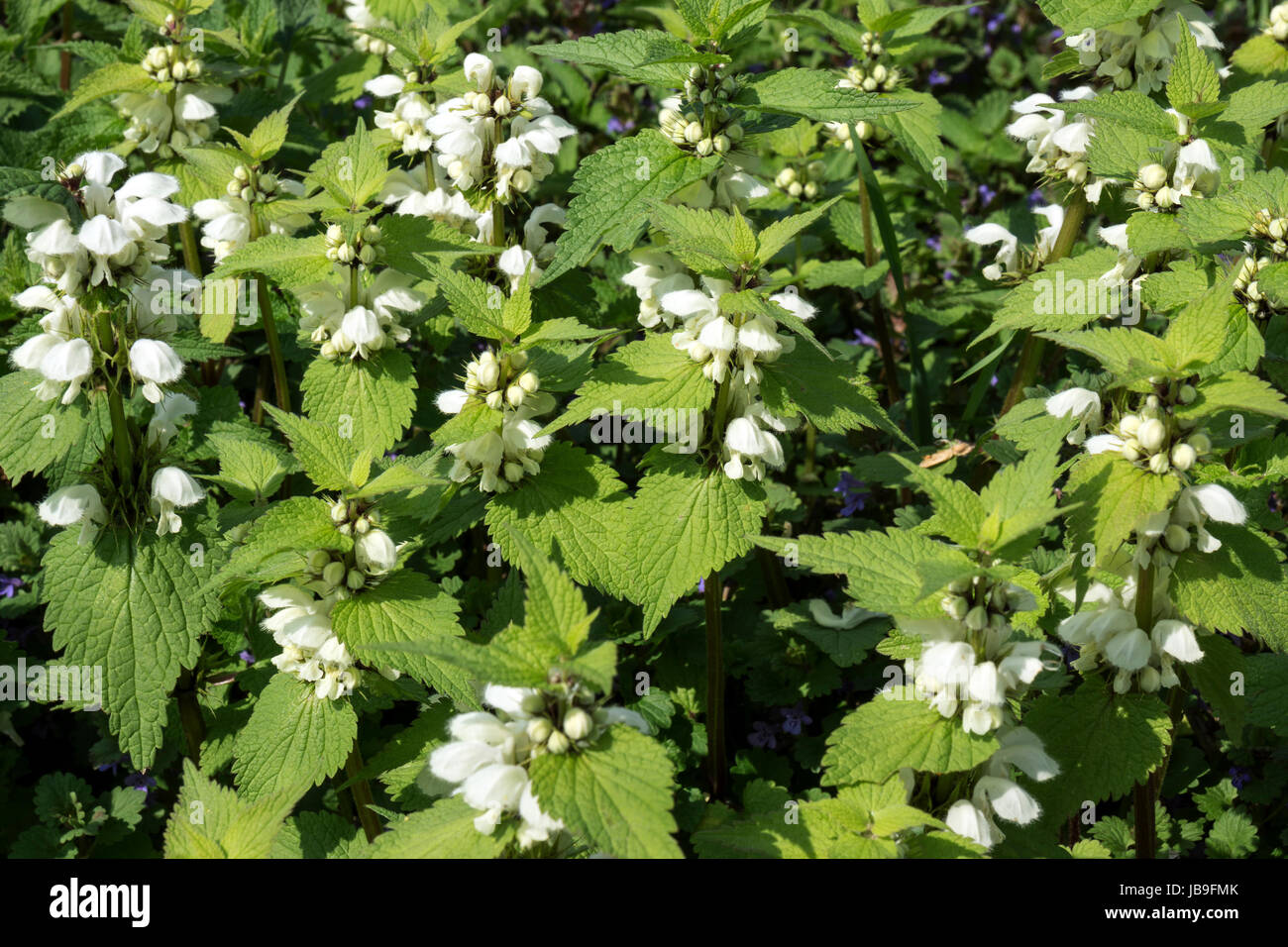 L'ortie blanche (Lamium album), la floraison, Bade-Wurtemberg, Allemagne Banque D'Images