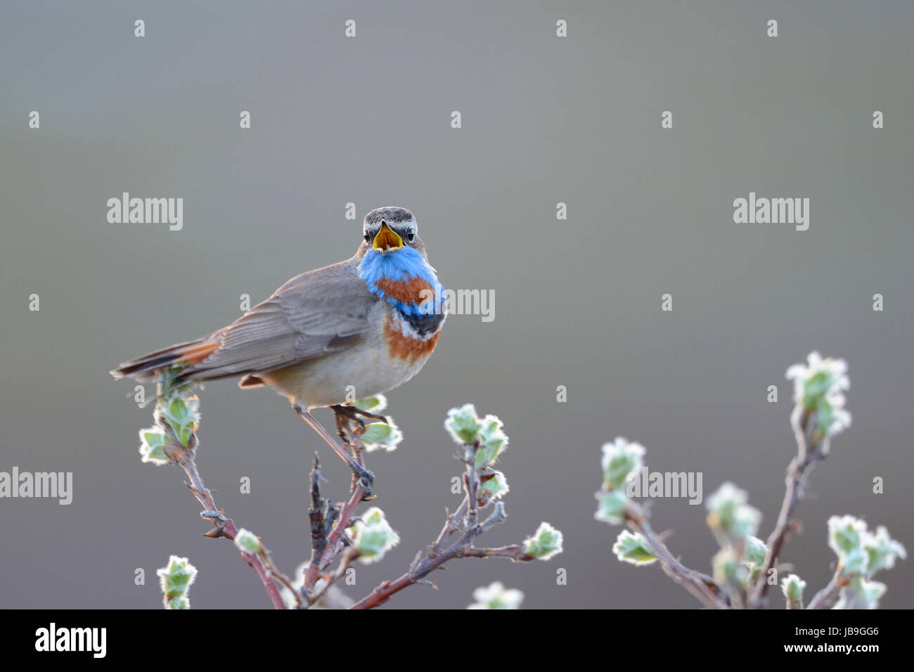 Rouge chant-spotted gorgebleue à miroir (Luscinia svecica svecica), mâle chanteur, Norvège Banque D'Images