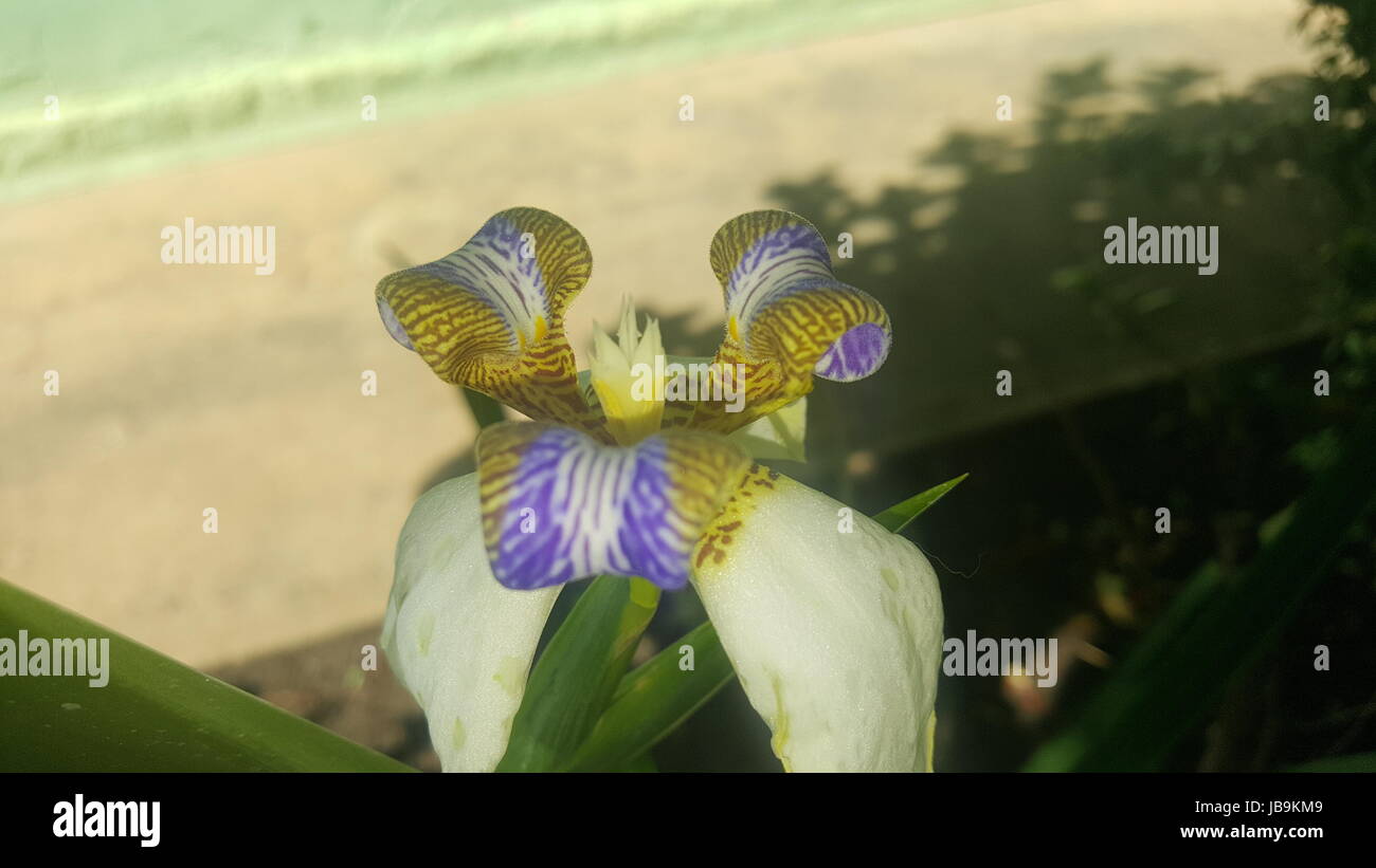 Quelques fleurs de mon jardin de grand-mère au Brésil (pas de filtre) Banque D'Images