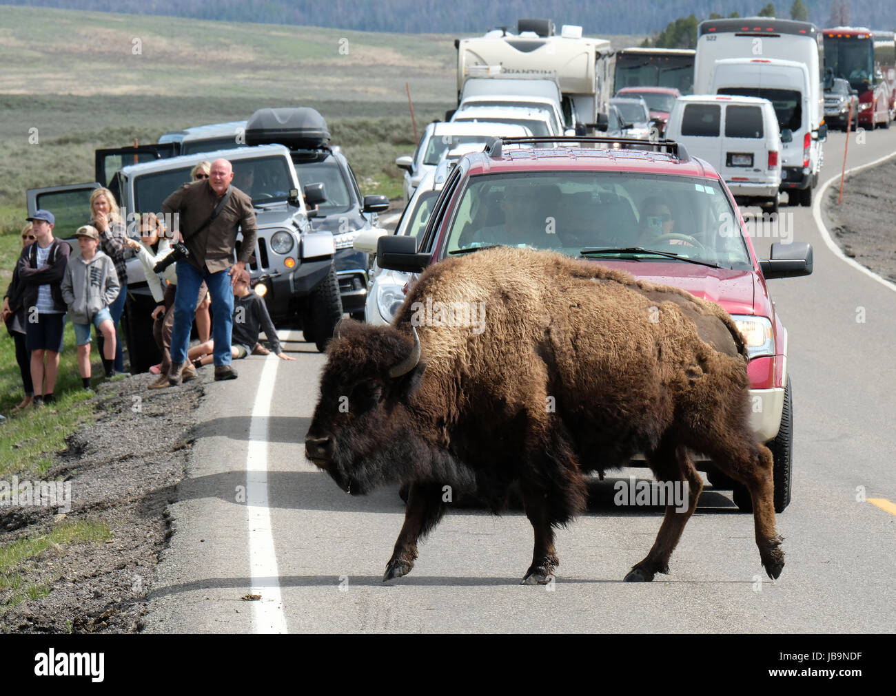 North American Bison causer un embouteillage alors qu'ils traversent la route principale à travers la Hayden Valley, le Parc National de Yellowstone, Wyoming, USA. Banque D'Images