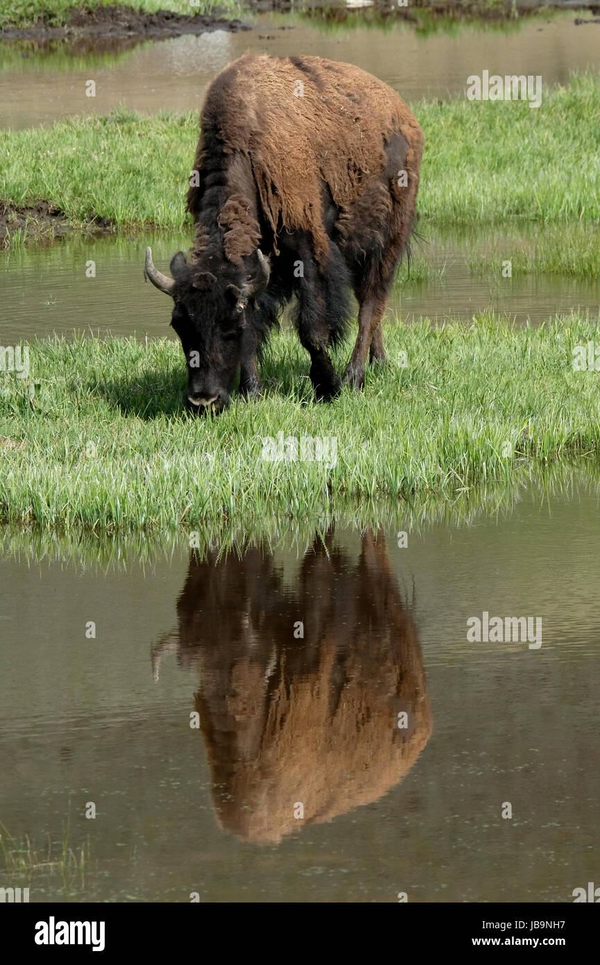 North American Bison le pâturage, reflétée dans une piscine près de la rivière Yellowstone, Hayden Valley, le Parc National de Yellowstone, Wyoming, USA. Banque D'Images