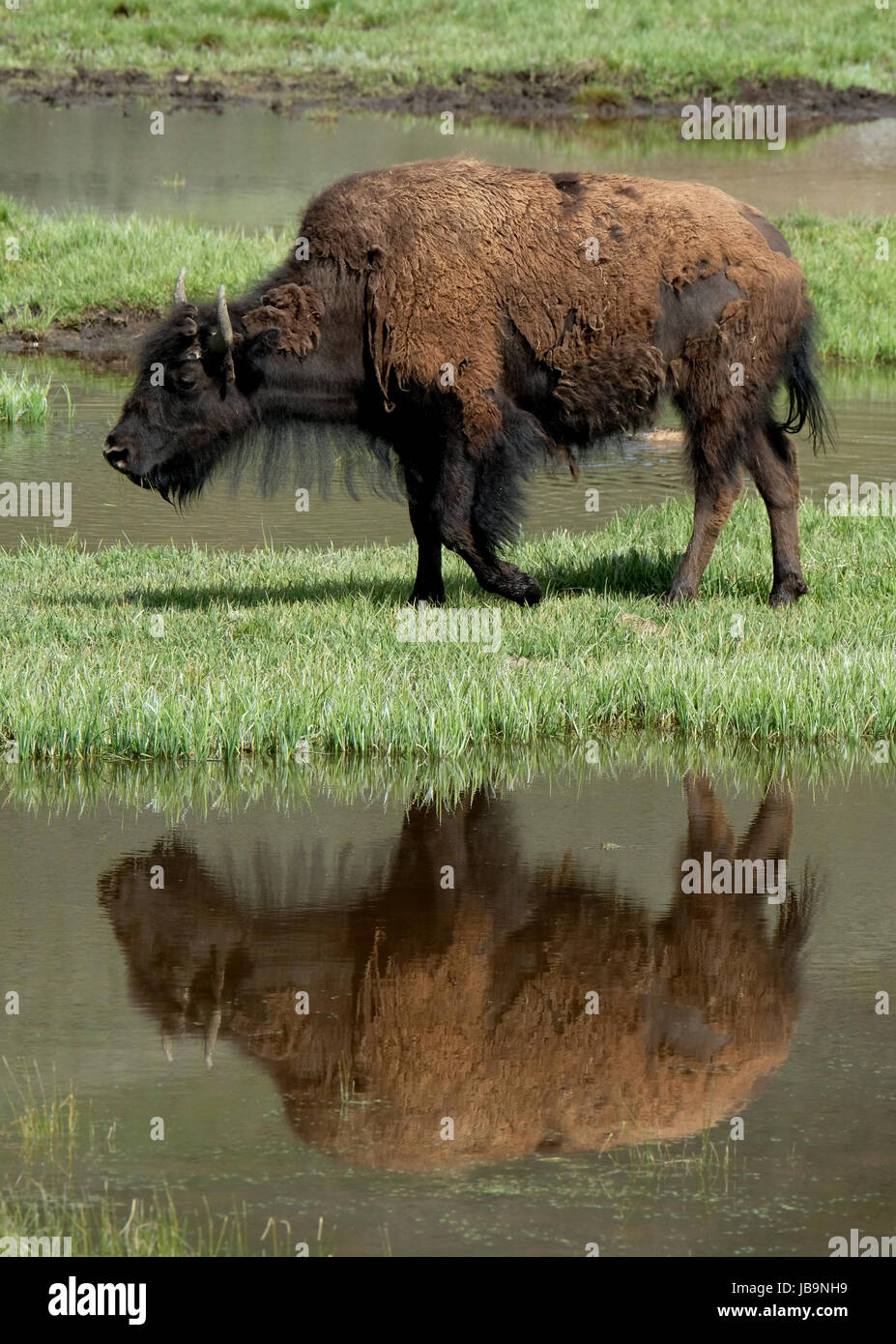 North American Bison le pâturage, reflétée dans une piscine près de la rivière Yellowstone, Hayden Valley, le Parc National de Yellowstone, Wyoming, USA. Banque D'Images