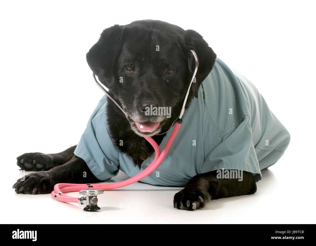 Les soins des animaux - labrador retriever wearing stethoscope et manteau de laboratoire isolé sur fond blanc Banque D'Images