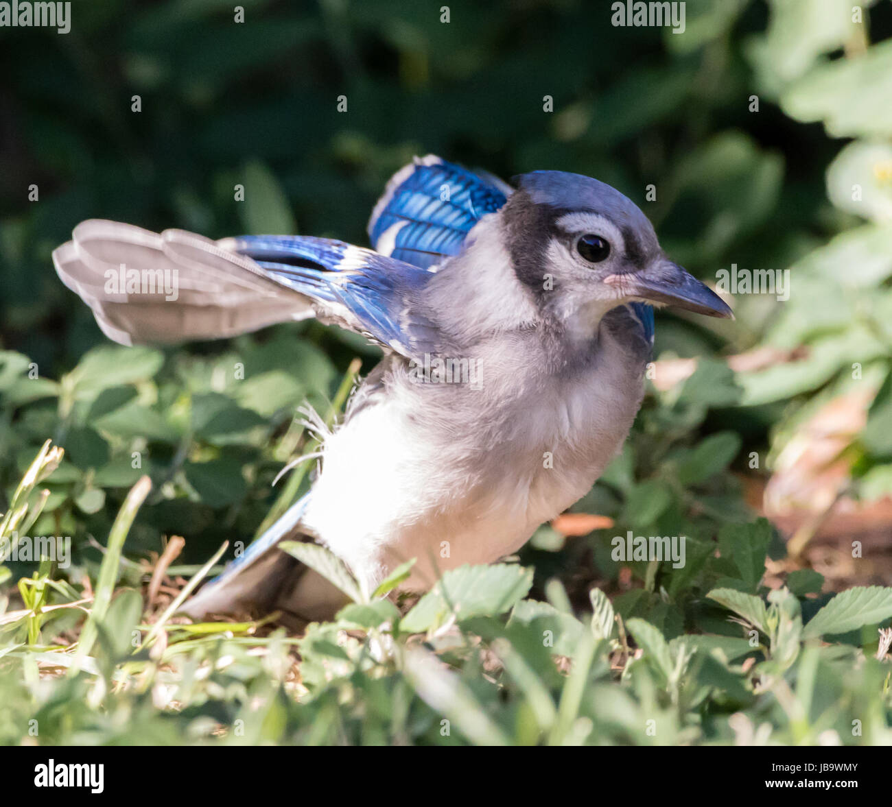 Baby Blue Jay Essaie Maladroitement De Voler Photo Stock Alamy