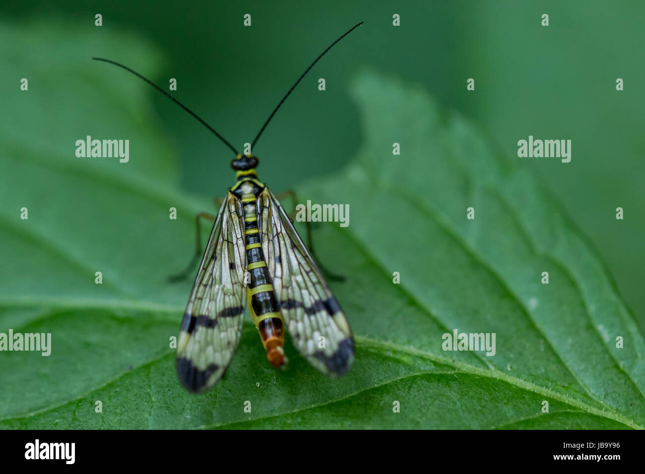 Petits insectes Banque D'Images