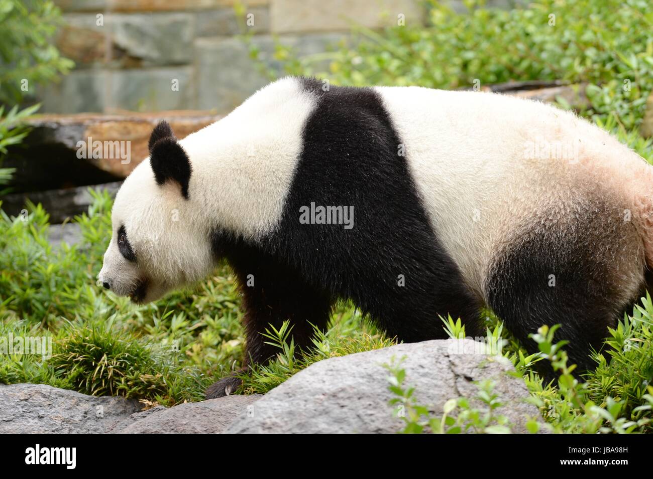 Un gros plan d'un panda géant Banque D'Images