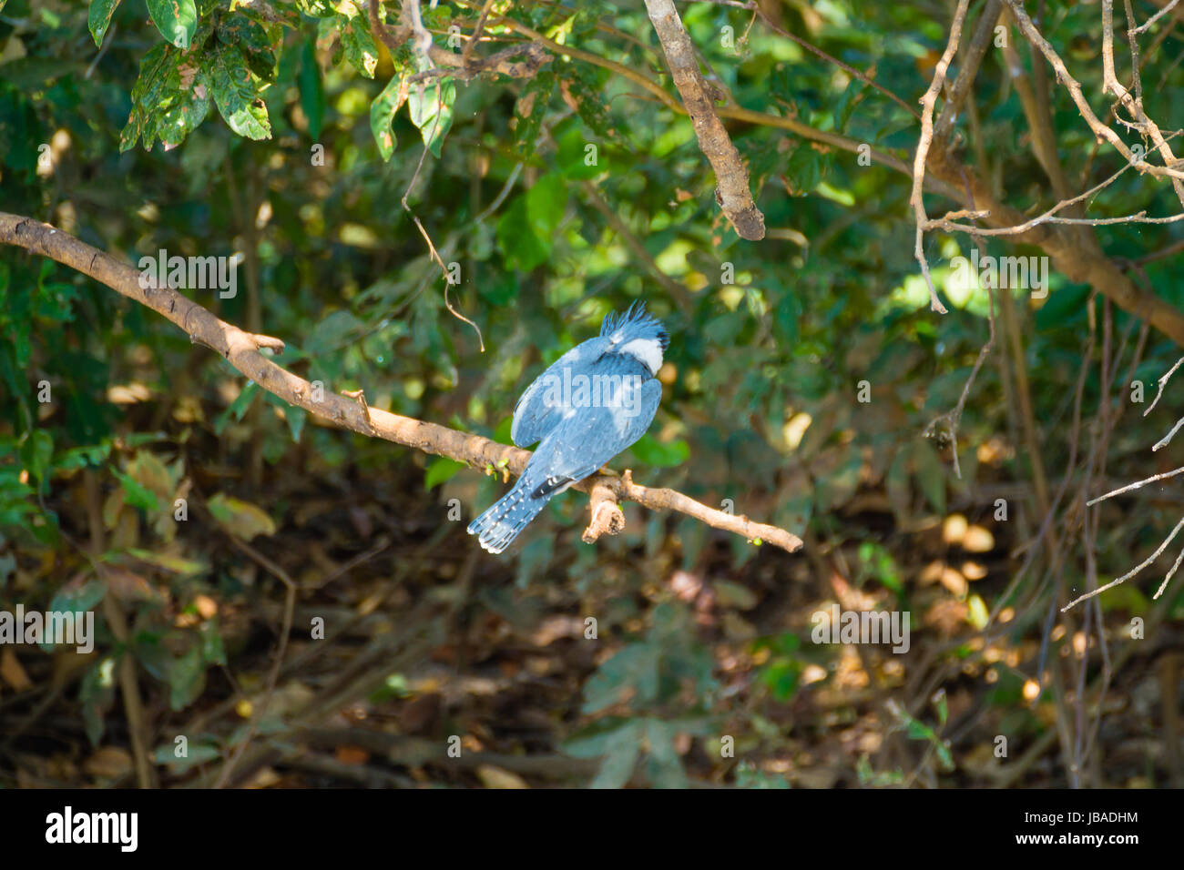 Ringed kingfisher sur la nature du Pantanal, Brésil. La faune du Brésil Banque D'Images