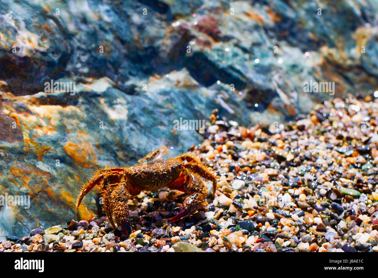 Petit crabe creux des pierres sur une plage Banque D'Images