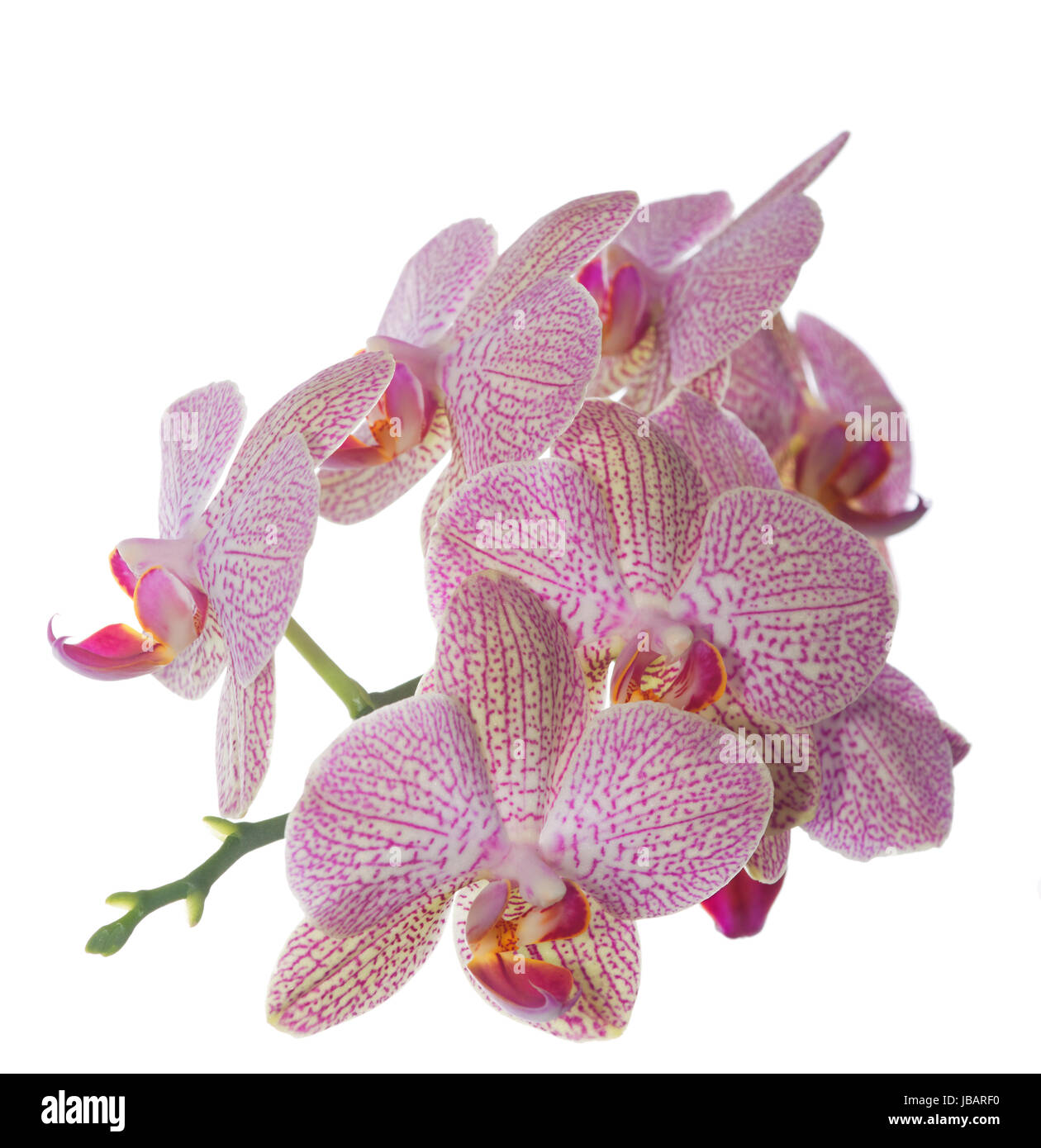 Getigerte Hybrid-Orchidee weiß rosa, in weißem Hintergrund. Banque D'Images