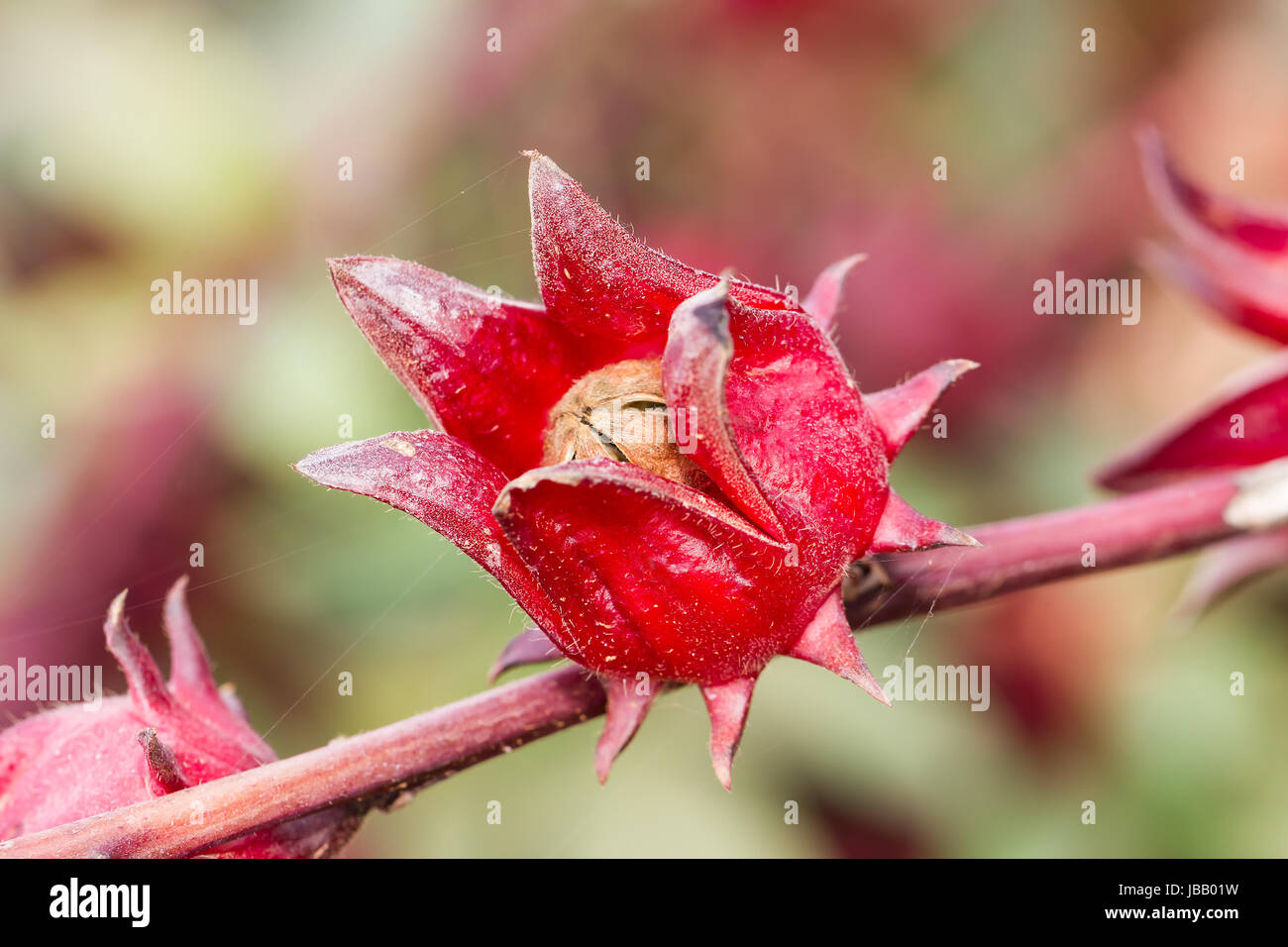 La roselle (Hibiscus sabdariffa) est une espèce d'Hibiscus originaire des tropiques Banque D'Images