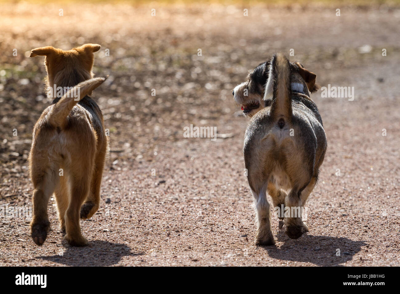 Zwei Hund laufen gemeinsam mit stehender Rute aufmerksam entlang Der Weg,  die Hunde bewegen sich vom Eisenwaren weg Photo Stock - Alamy