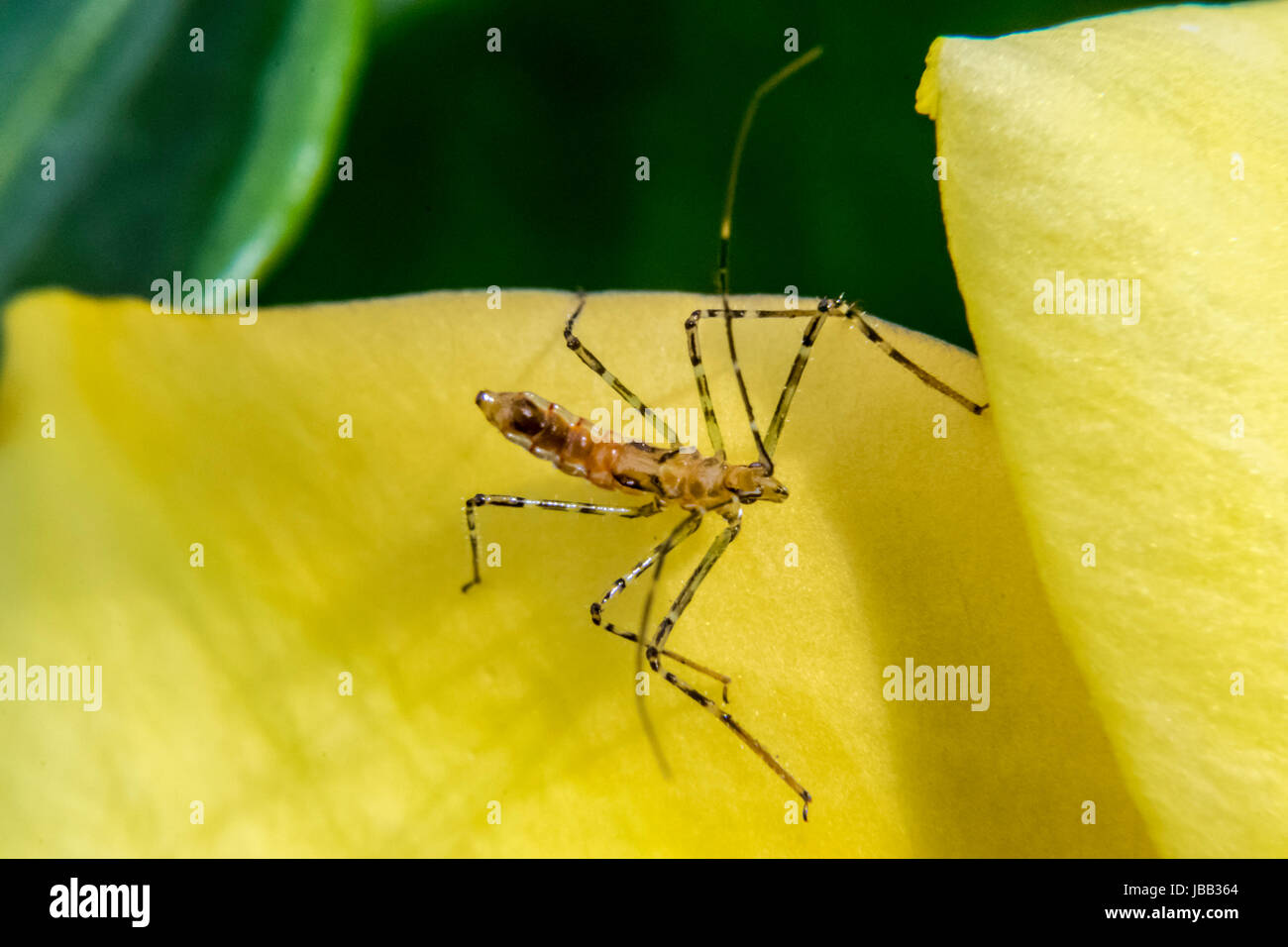 Moustique dangereuses sur un pétale de fleur jaune Banque D'Images