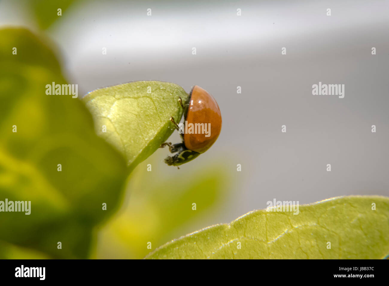 Cute little brown coccinelle sur une des feuilles Banque D'Images