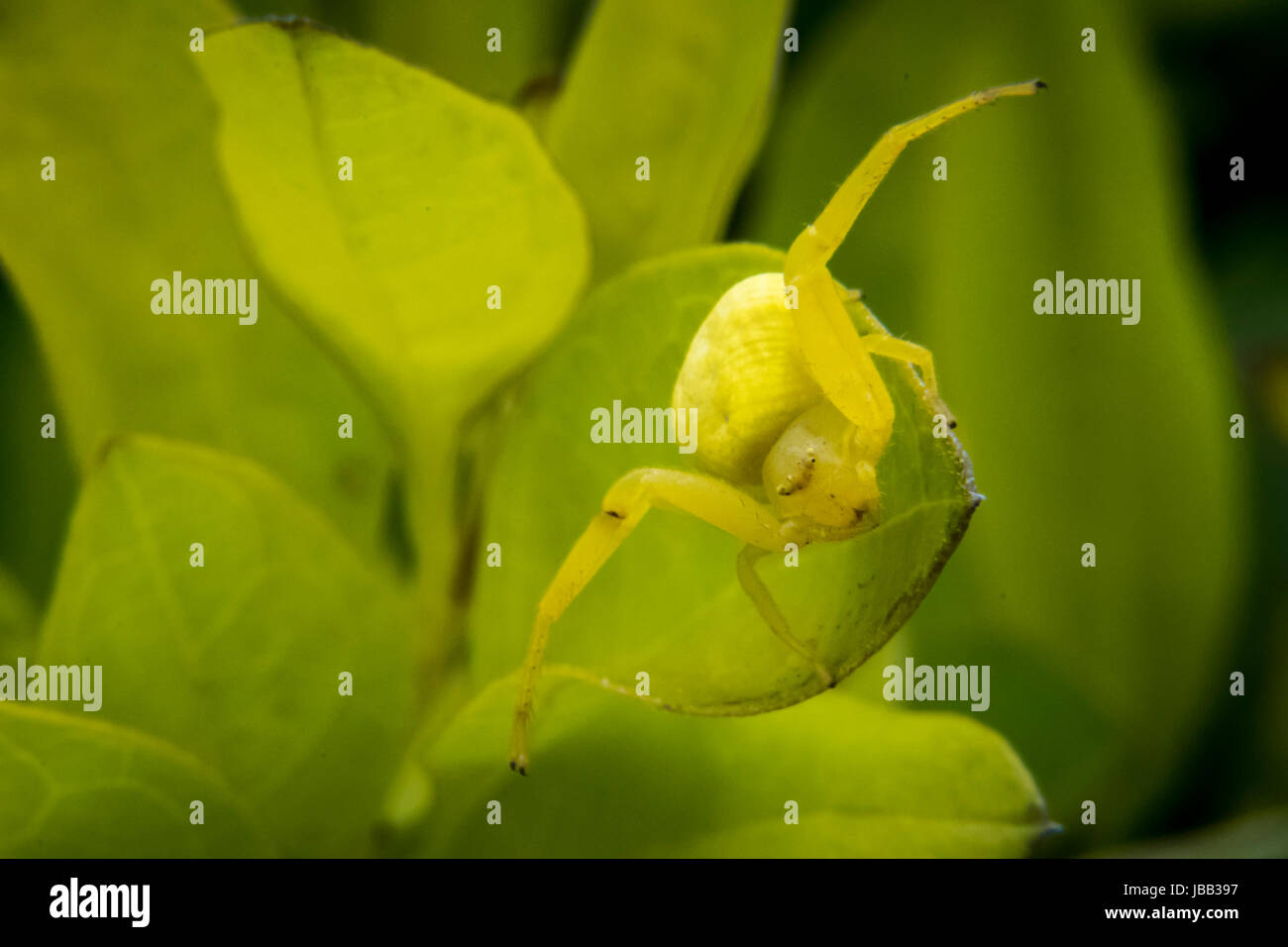 Sur les feuilles camouflés Green Spider Banque D'Images