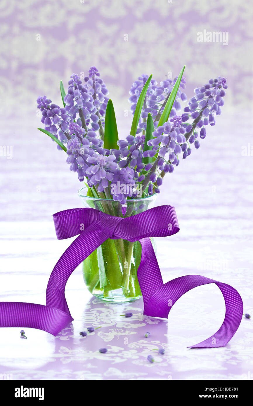 Dans Traubenhyazinthen Frische Vase mit Schleife kleiner lila Banque D'Images