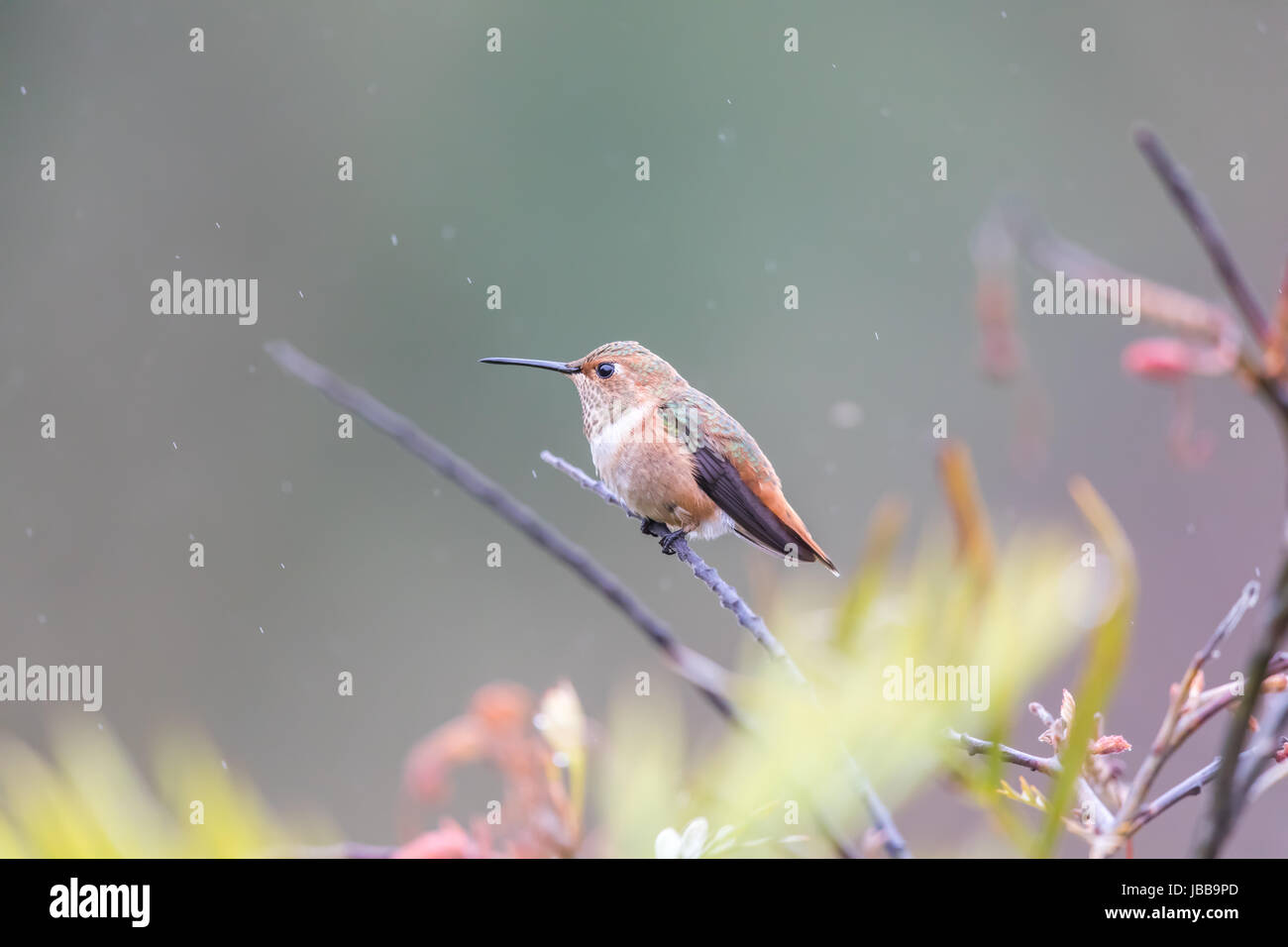 Allen (colibri Selasphorus sasin) perché sur une branche dans la pluie. Banque D'Images