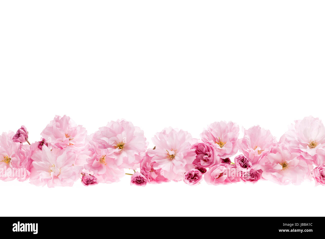 Rangée de fleurs de cerisiers en fleurs fleurs comme frontière avec copie espace isolé sur fond blanc Banque D'Images