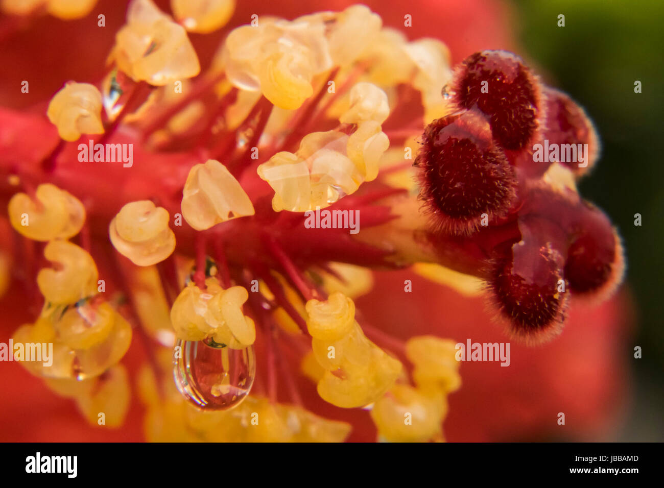 Hibiscus rouge tête après la pluie Banque D'Images Hibiscus rouge tête après la pluie Banque D'Images