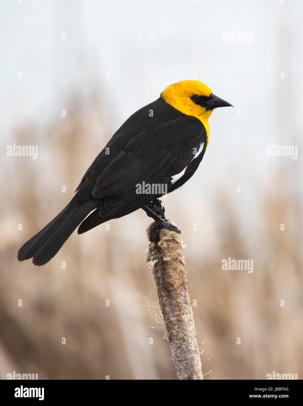 Le mâle à tête jaune (Xanthocephalus xanthocephalus) perchée sur la queue de chat dans l'habitat de reproduction des marais de la zone de conservation du lac Frank Banque D'Images