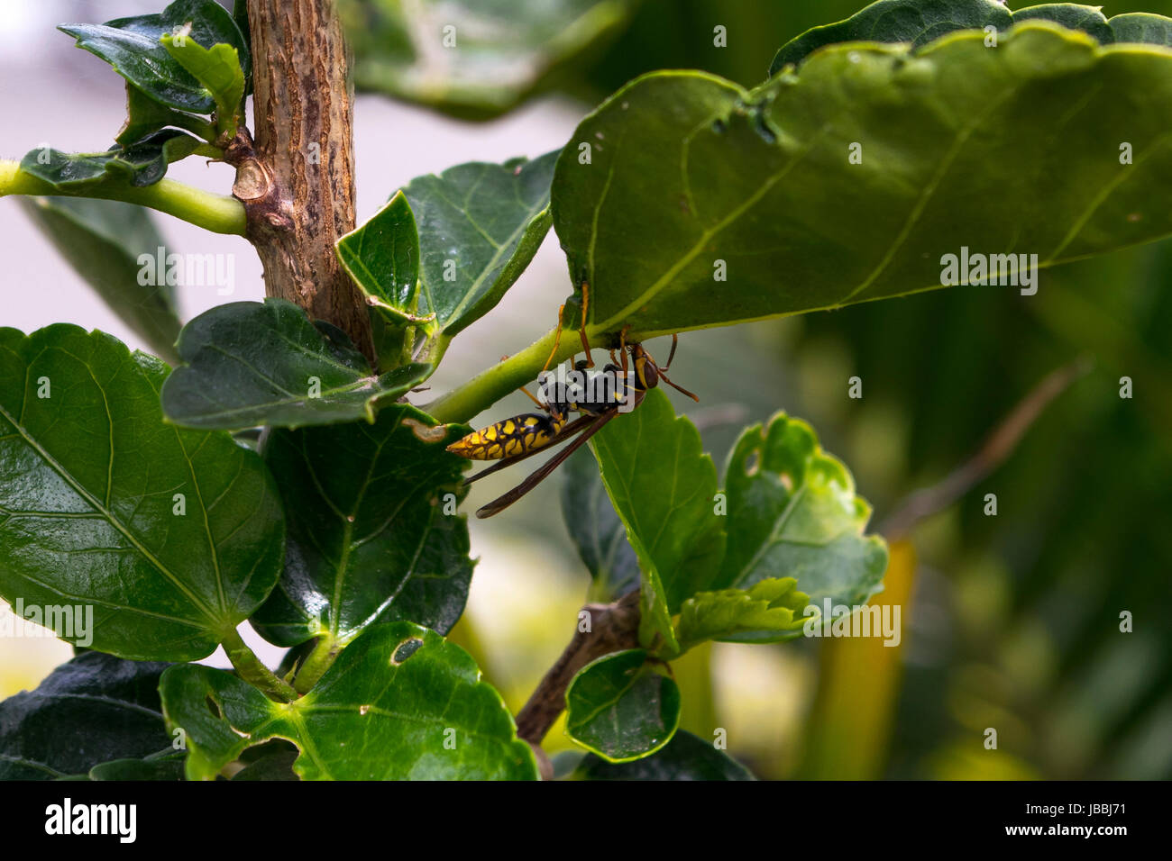 La direction générale de l'usine sur une guêpe Banque D'Images