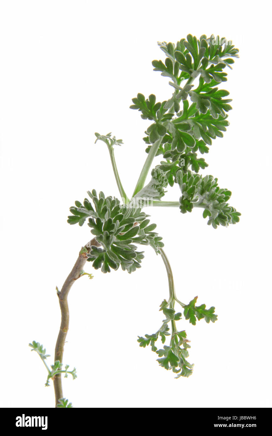 Junge von Triebspitze Wermut (Artemisia absinthium) vor Hintergrund weißem freigestellt Banque D'Images