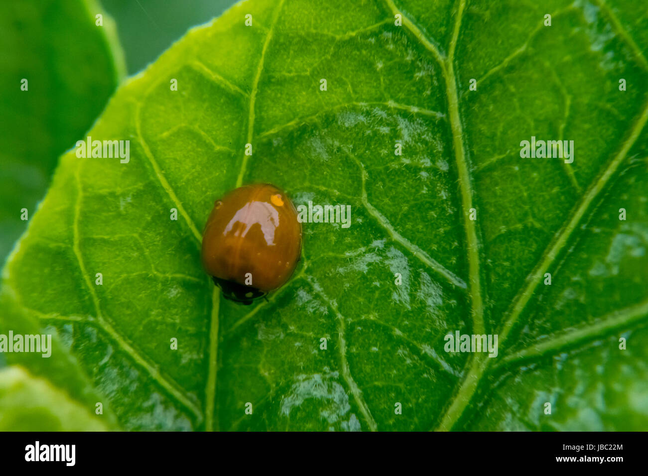 Brown petite coccinelle sur une feuille Banque D'Images