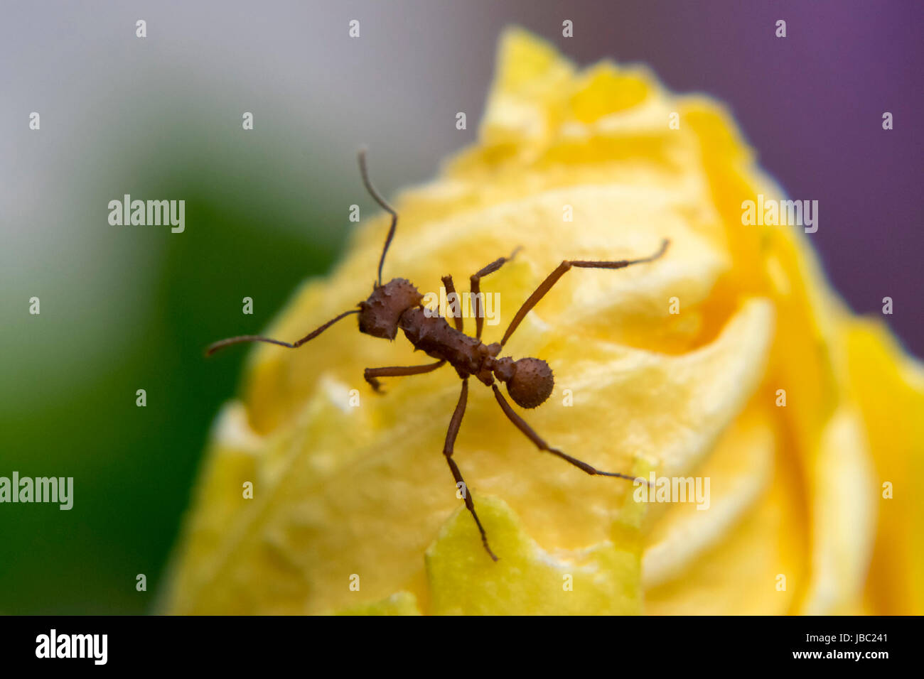 Red ant sur un pétale jaune Banque D'Images