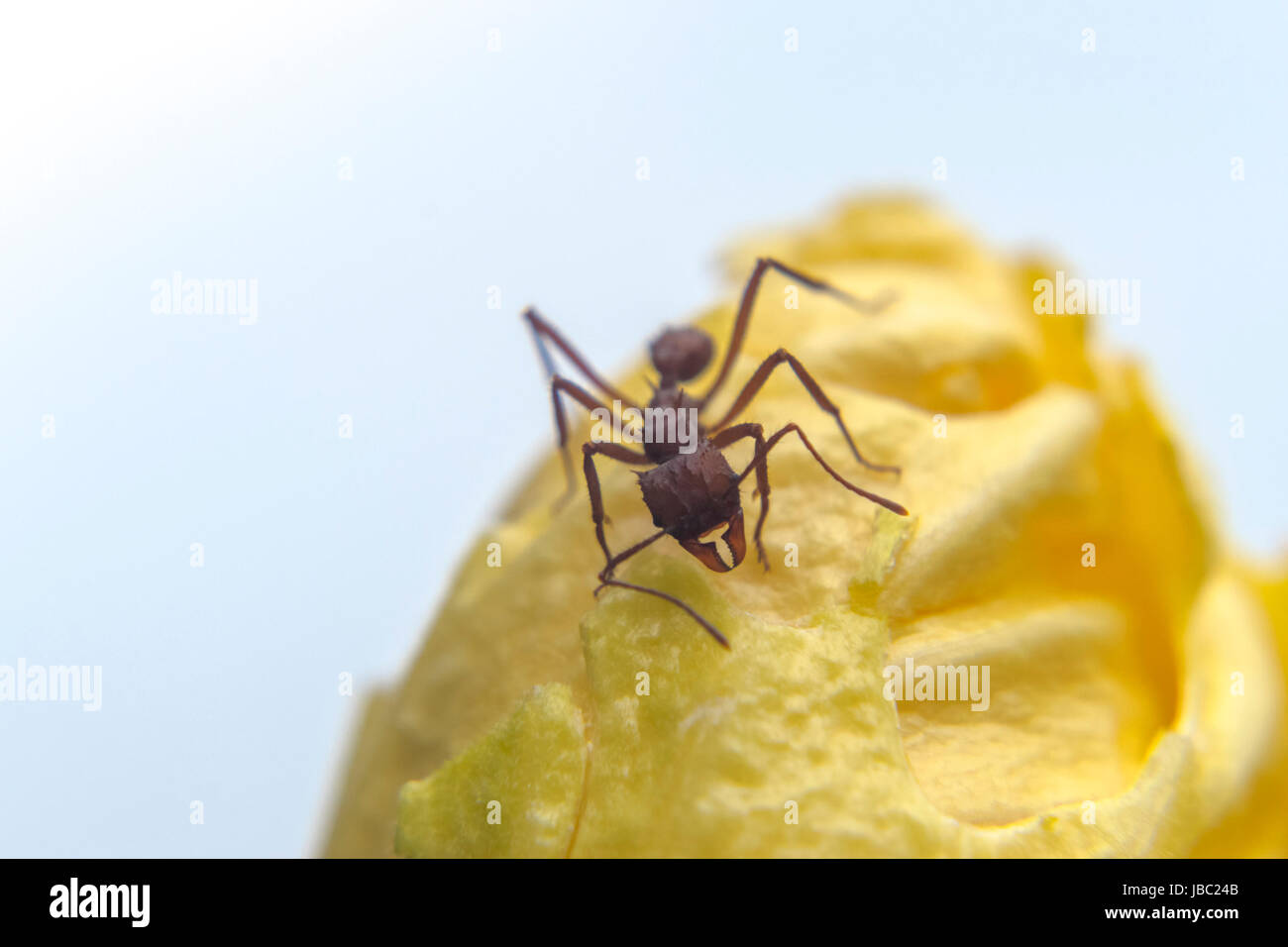 Red ant sur un pétale jaune Banque D'Images