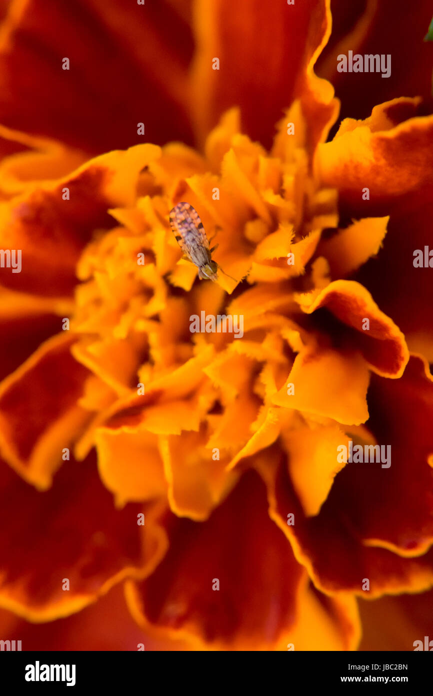 Petit bug sur un marigold Banque D'Images