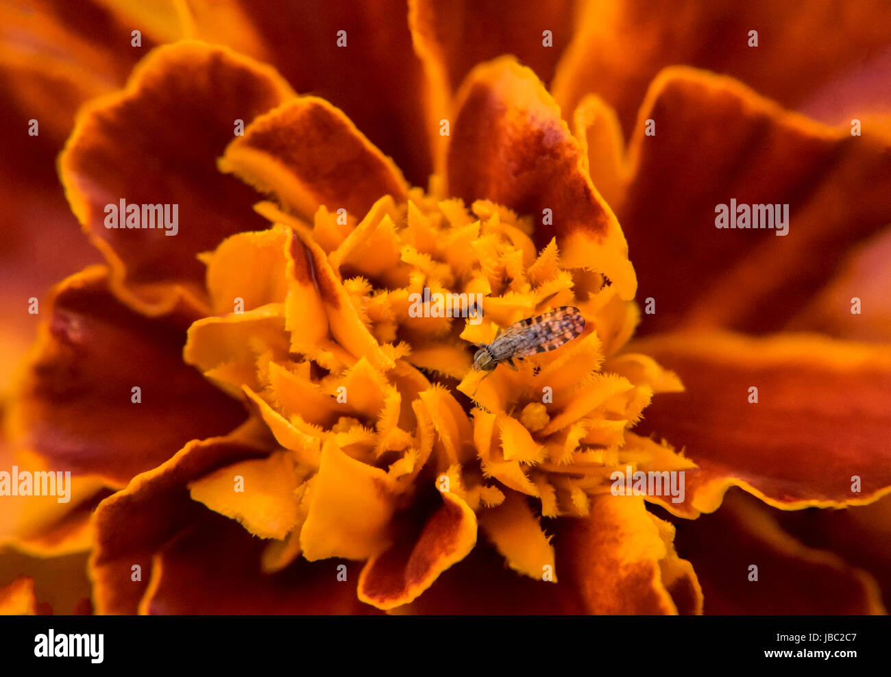 Petit bug sur un marigold Banque D'Images