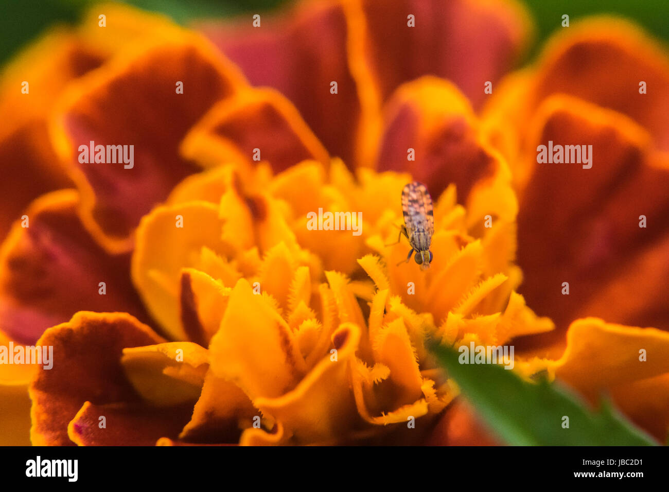 Petit bug sur un marigold Banque D'Images