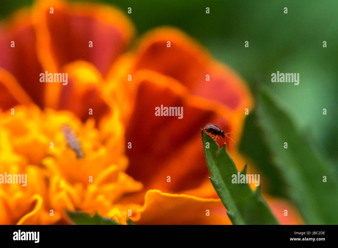 Petit bug sur un marigold Banque D'Images