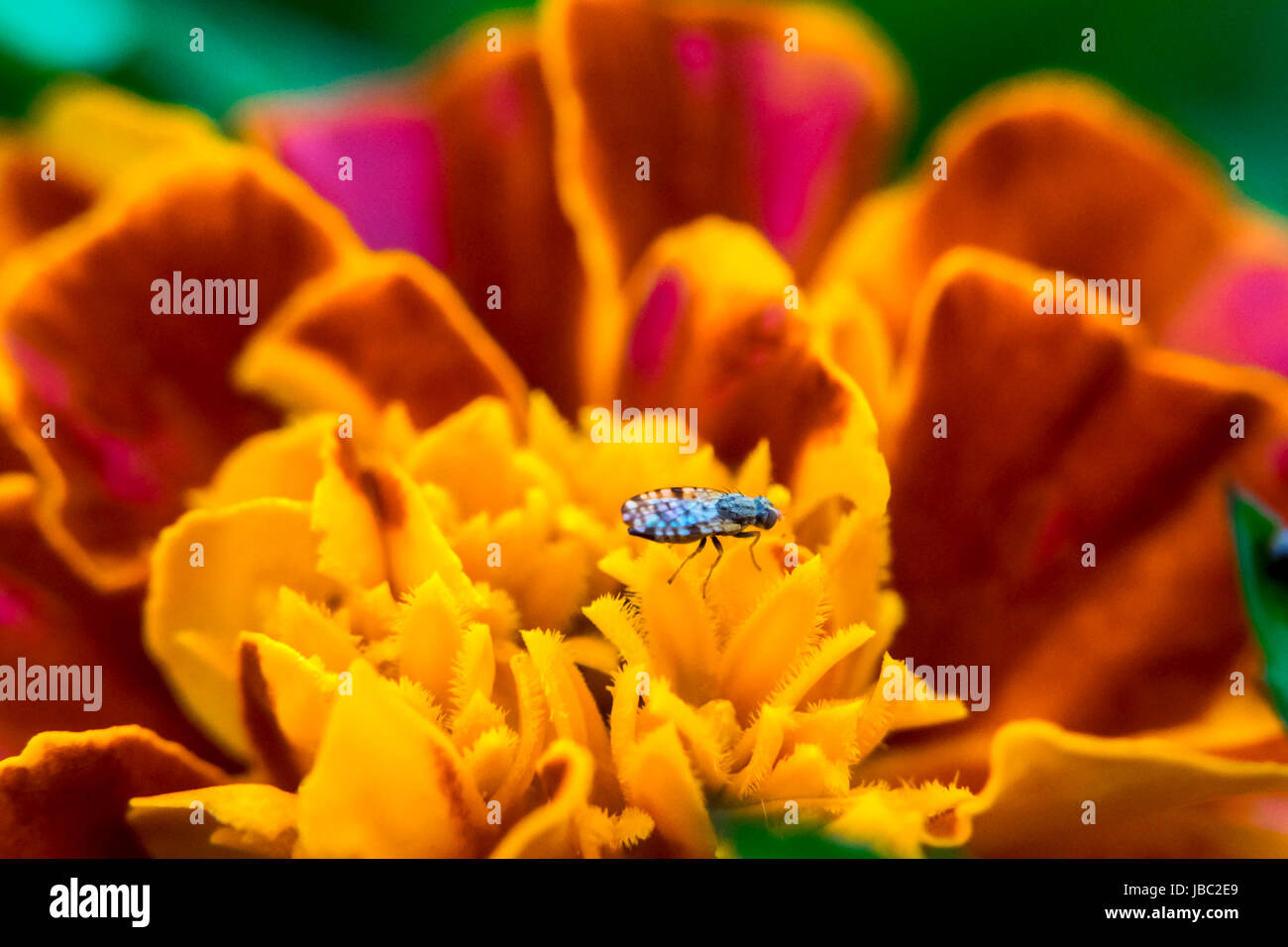 Petit bug sur un marigold Banque D'Images