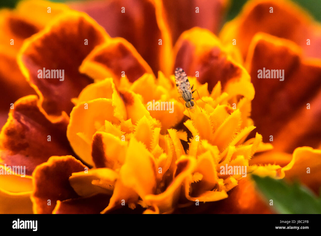 Petit bug sur un marigold Banque D'Images