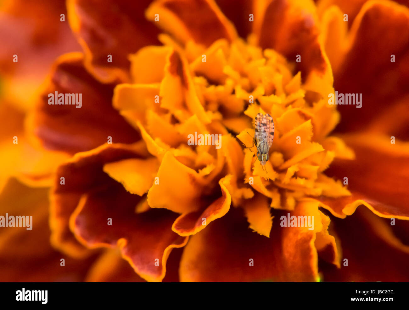Petit bug sur un marigold Banque D'Images