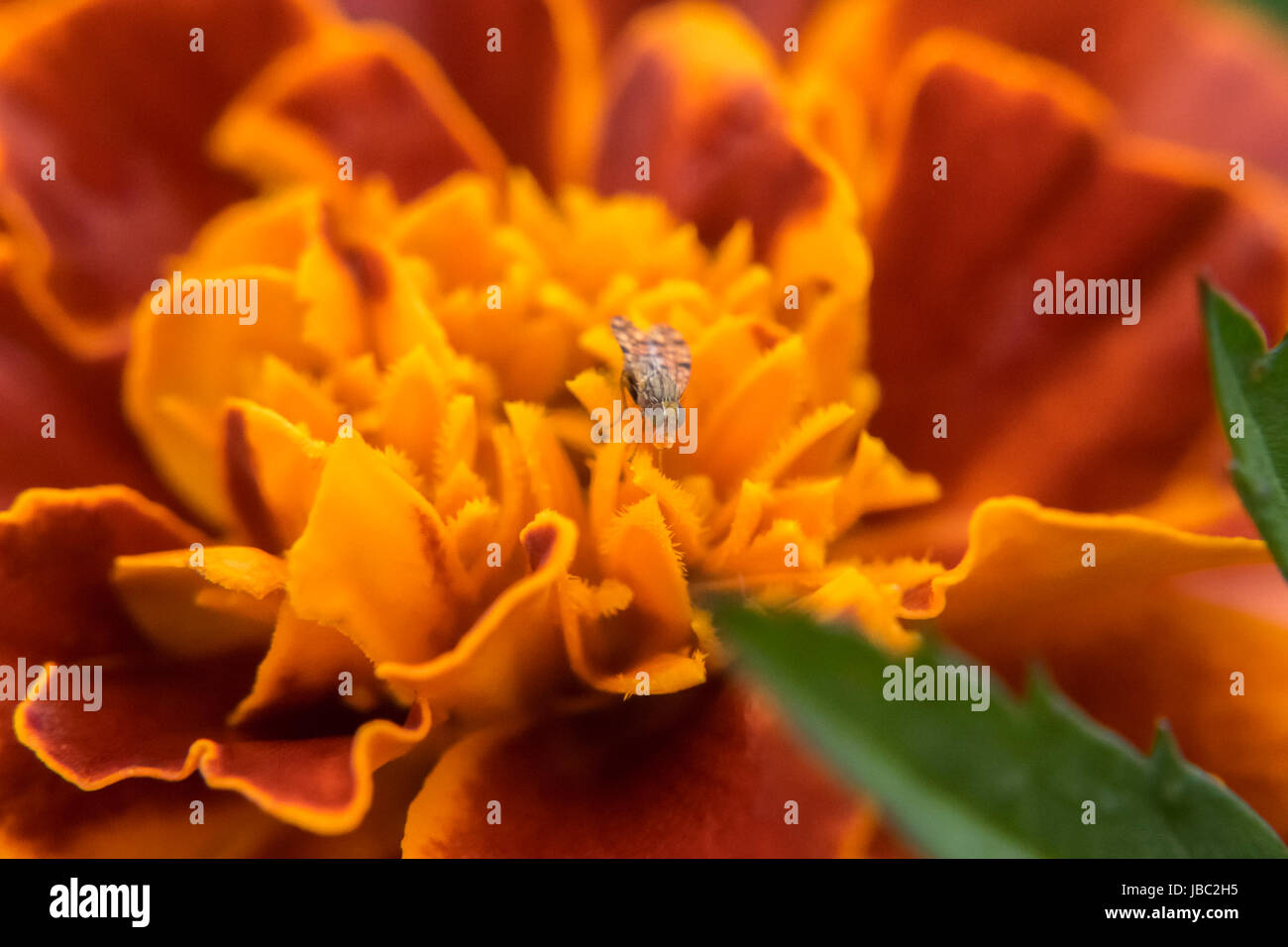 Petit bug sur un marigold Banque D'Images