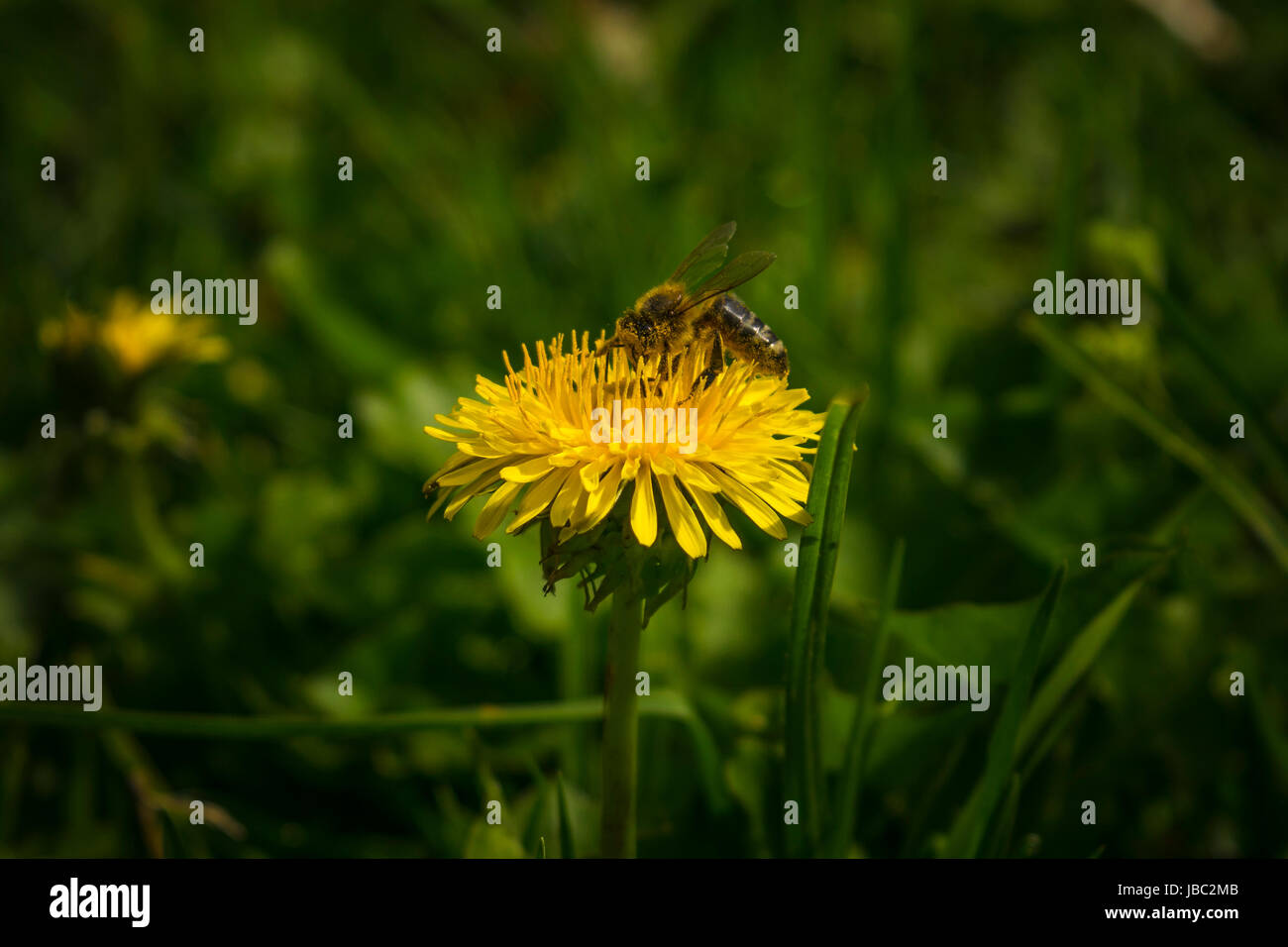 Abeille pollinisant un peu fleur jaune Banque D'Images