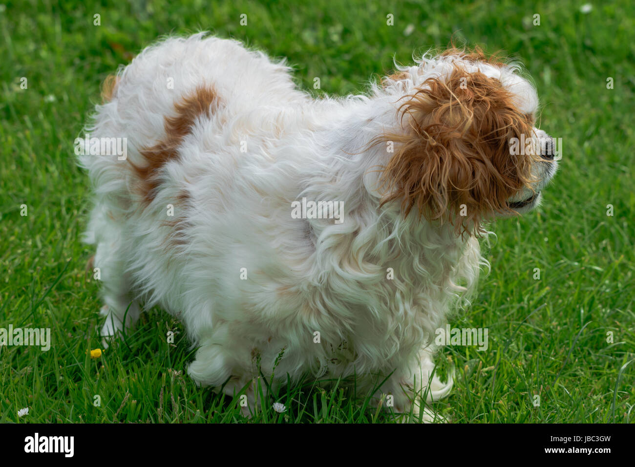 Cavalier King Charles Spaniel Chien Banque D'Images