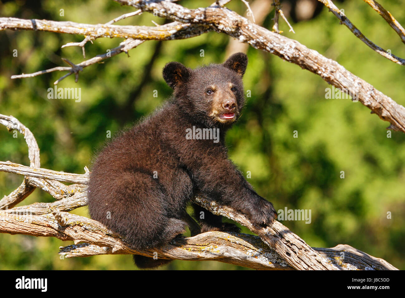 Bébé ours noir (Ursus americanus) assis sur un arbre Banque D'Images