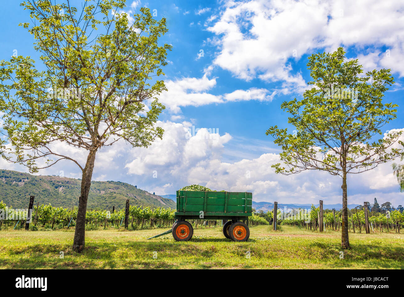 Wagon vert encadré par deux arbres sur un vignoble près de Villa de Leyva Boyaca, en Colombie Banque D'Images